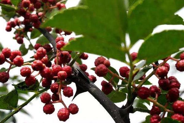 花椒的種植適合的地區(qū)