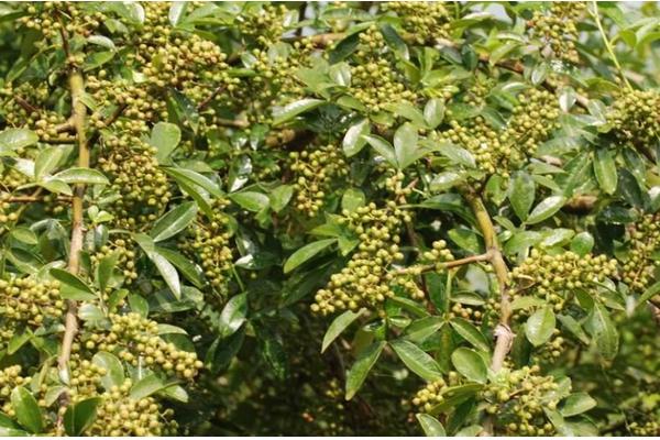 花椒的種植適合的地區(qū)