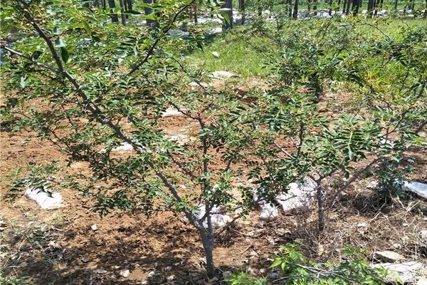 花椒的種植適合的地區(qū)