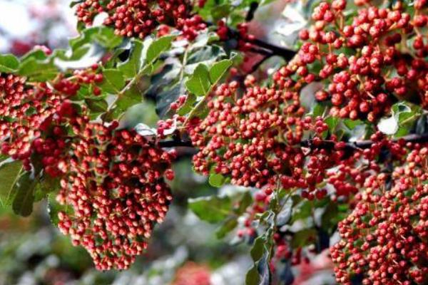 花椒的種植適合的地區(qū)