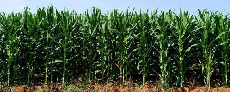 單位面積產量是什么意思？誰除誰（附公式）