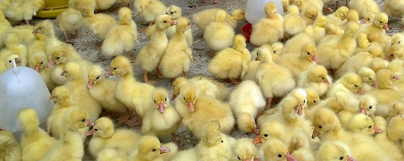 在哪里可以買到鵝苗?禽苗市場和孵化場挑選優質鵝苗
