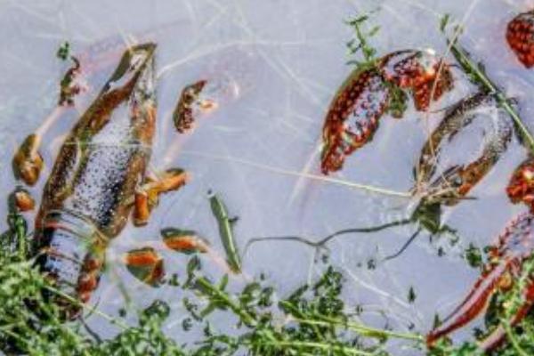 小龍蝦養殖戶個個賺得笑嘻了