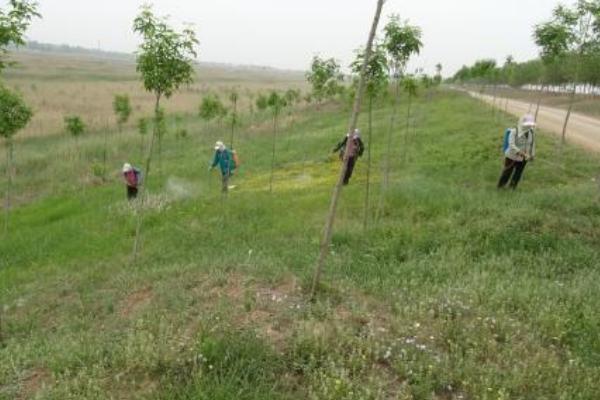 果園除草用什么除草劑