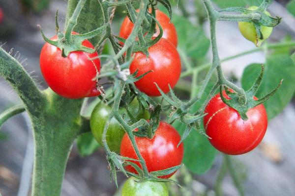 西紅柿打蔫怎么挽救