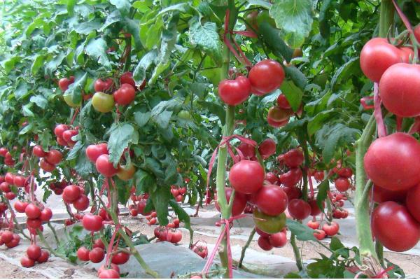 西紅柿打蔫怎么挽救