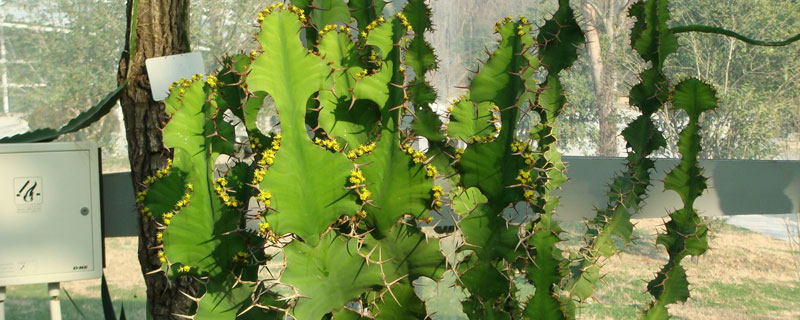 麒麟冠養(yǎng)殖方法，澆水少量多次，注意施肥和光照