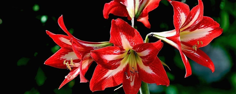 對紅的養殖方法和注意事項，夏季遮陰冬季保溫秋季防病2年換盆