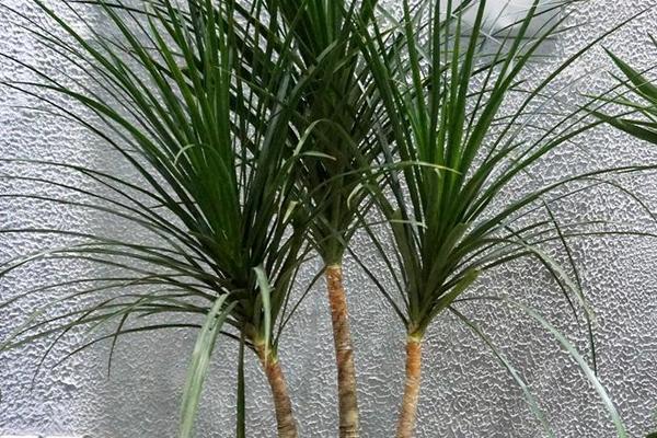 龍須鐵的養(yǎng)殖方法和注意事項(xiàng)