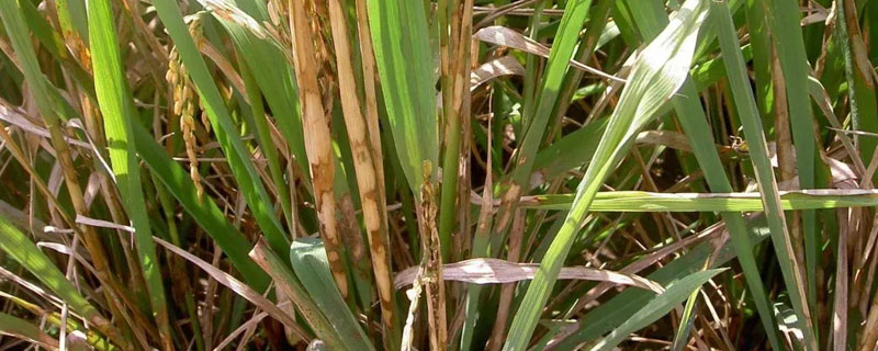 噻森銅的作用，防治多種真菌性病害和細菌性病害