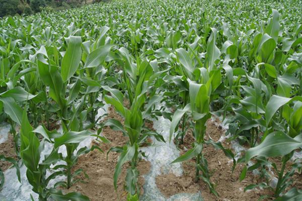 東北玉米和南方玉米區別