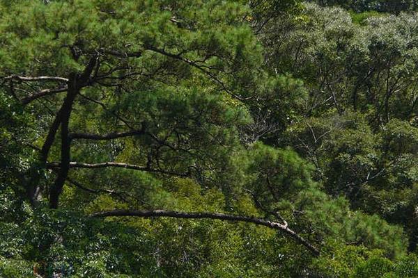 種植什么樹木前景最好