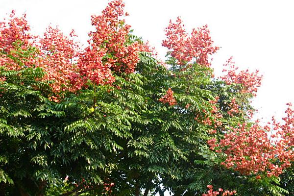 種植什么樹木前景最好