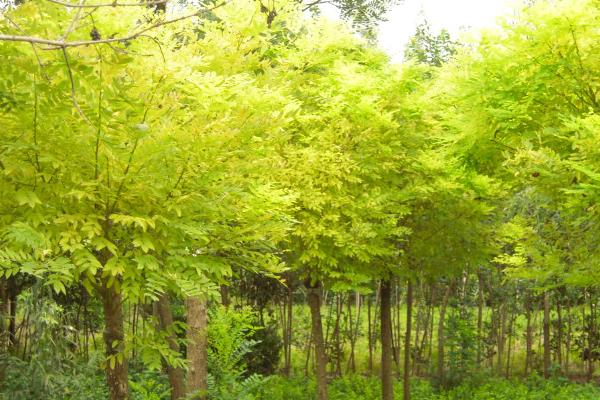 種植什么樹木前景最好