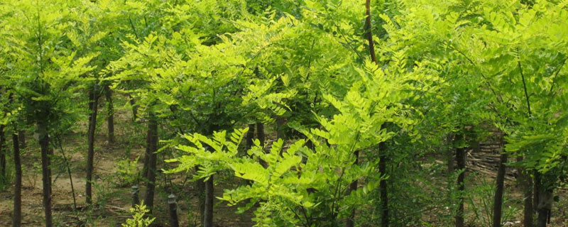 種植什么樹木前景好？觀賞型加工型經濟效益型