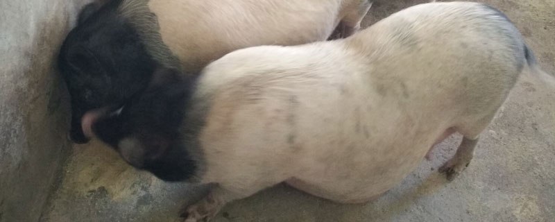 怎樣診別母豬是否懷孕？掌握這3個方法可輕松判斷