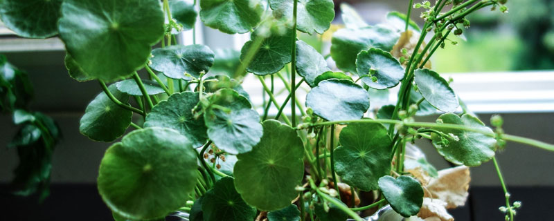 銅錢草的養殖方法和注意事項，水培盆栽都有（超詳細）