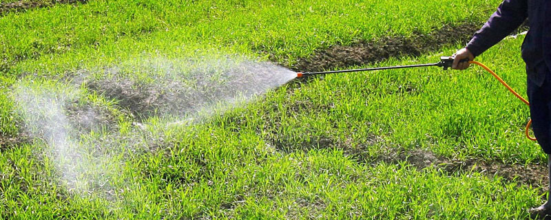 二甲四氯除草劑治啥草？缺點是什么？附注意事項