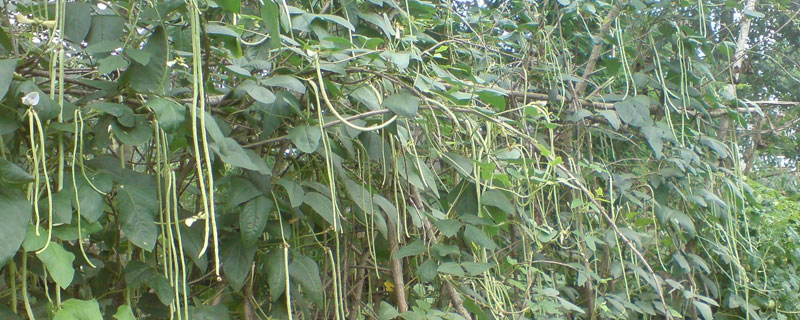 豆角高產(chǎn)栽培秘方，合理施肥很關(guān)鍵