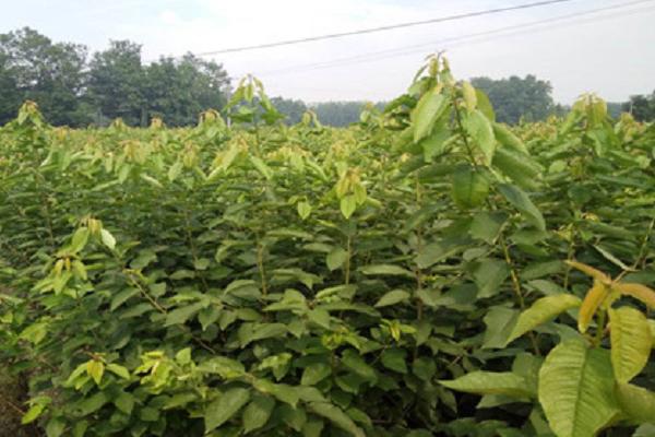 車厘子苗多少一株