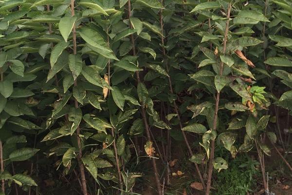 車厘子苗多少一株