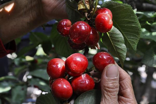 車厘子苗多少一株