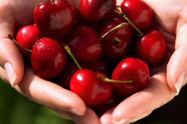 車厘子苗多少一株