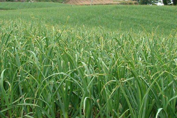 洋蔥栽培方法如下