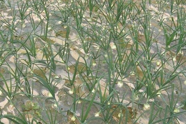 洋蔥栽培方法如下