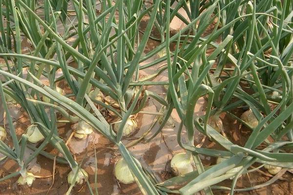 洋蔥栽培方法如下