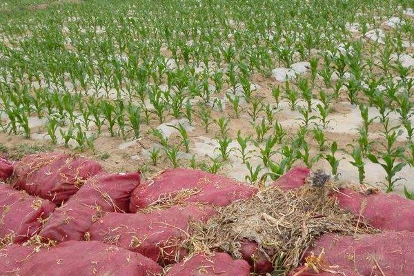 洋蔥栽培方法如下