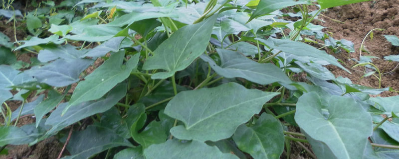 三年何首烏畝產量,鮮塊根約2000公斤