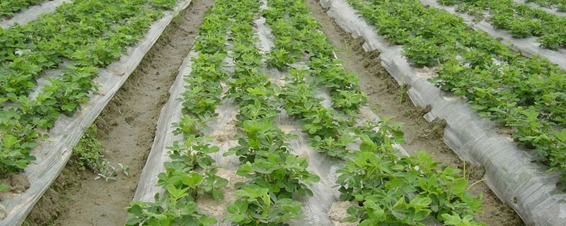 地膜花生的種植技術(shù)，種植時間為5月中旬