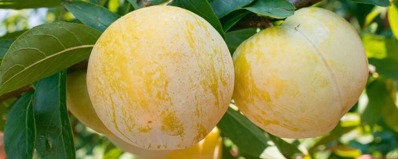 黃金奈李樹苗種植技術，價格約6元一棵