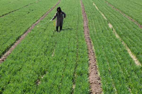 什么除草劑三年不長草