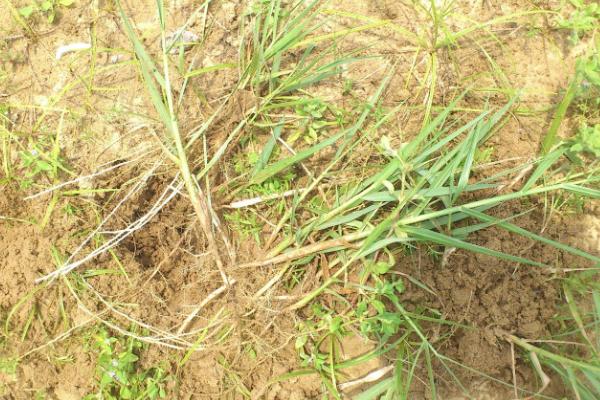 什么除草劑三年不長草