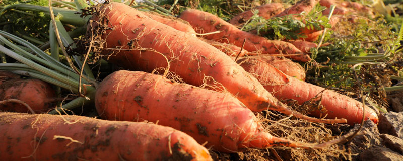 三月種植什么菜？南北方3月可種蔬菜，含技巧及注意事項