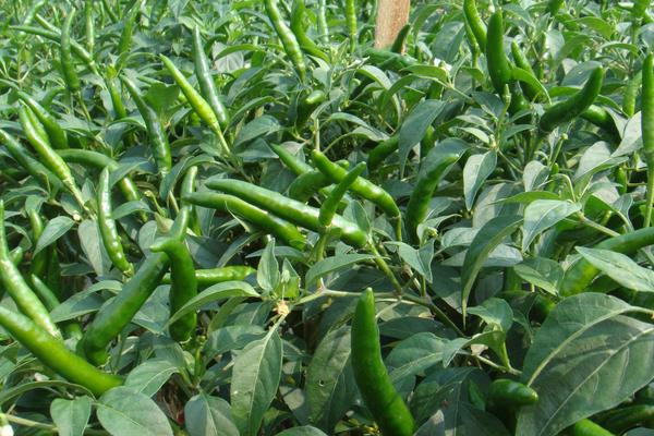 三月種植什么菜？南北方3月可種蔬菜，含技巧及注意事項