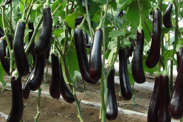 三月種植什么菜？南北方3月可種蔬菜，含技巧及注意事項