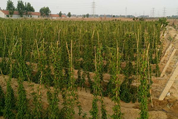 三月種植什么菜？南北方3月可種蔬菜，含技巧及注意事項