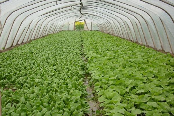 三月種植什么菜？南北方3月可種蔬菜，含技巧及注意事項