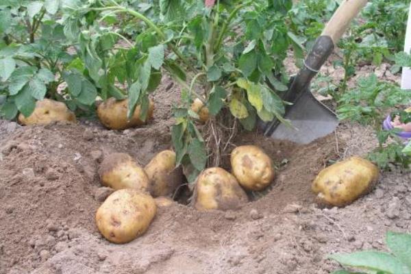 三月種植什么菜？南北方3月可種蔬菜，含技巧及注意事項