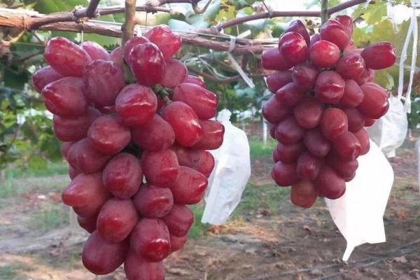 浪漫紅顏葡萄品種介紹