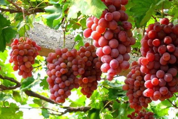 浪漫紅顏葡萄品種介紹