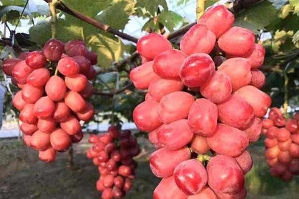 浪漫紅顏葡萄品種介紹