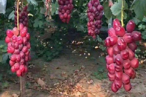 浪漫紅顏葡萄品種介紹
