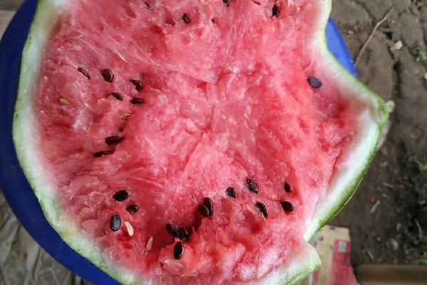 8424西瓜畝產多少斤