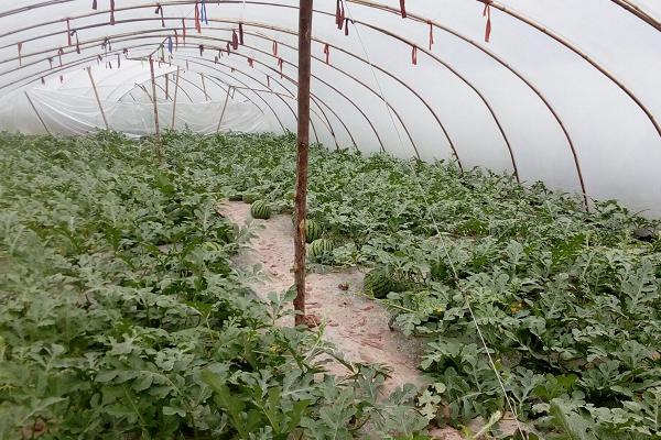 8424西瓜畝產多少斤