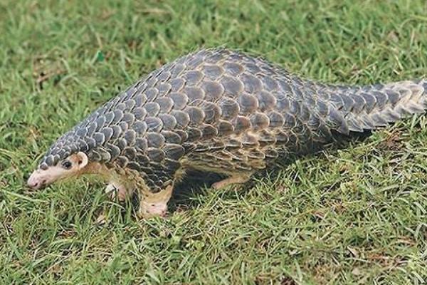 穿山甲鱗片多少一克