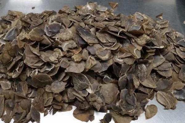 穿山甲鱗片多少一克